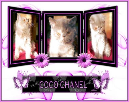 NEW HOPE'S Coco Chanel