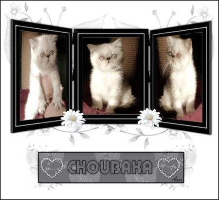 NEW HOPE'S CHOUBAKA