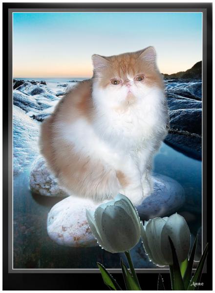 LORENTZ GARFIELD