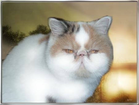 BACARDY'S COCO CHANEL