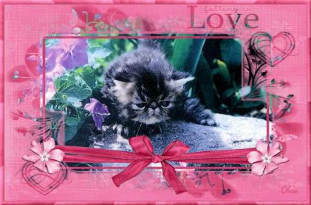 chaton de l'élevage 