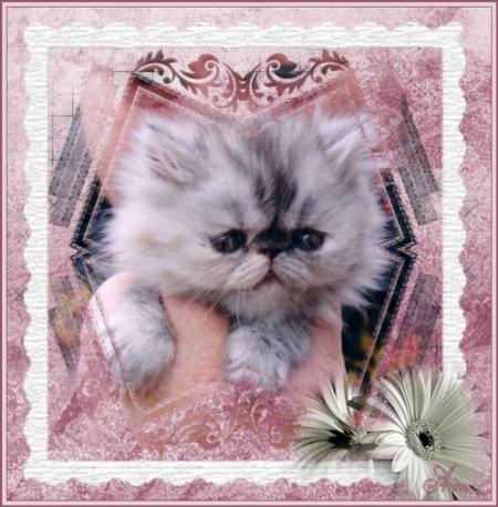 Persan du New Hope's 