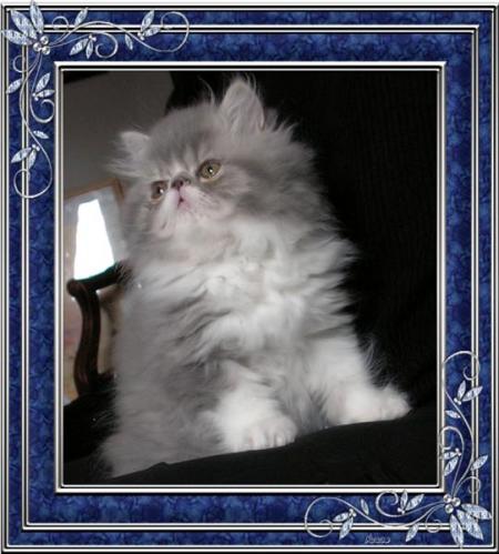 Bébé Persan